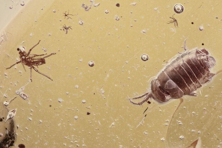 Detailed Fossil Bristletail, Aphid, and Springtail In Baltic Amber #335832